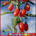 Wholesale distributors goji berry organic goji berries wholesale goji in pakistan